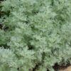 Powis Castle Artemesia Photo 1