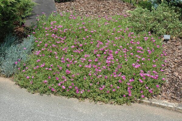 purple ice plant