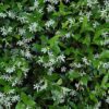 Star Jasmine Photo 1