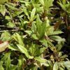 Chirimen Japanese Ardisia Photo 1