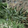 Orange Bird Of Paradise Photo 1