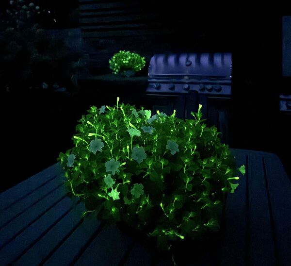 Firefly Petunia