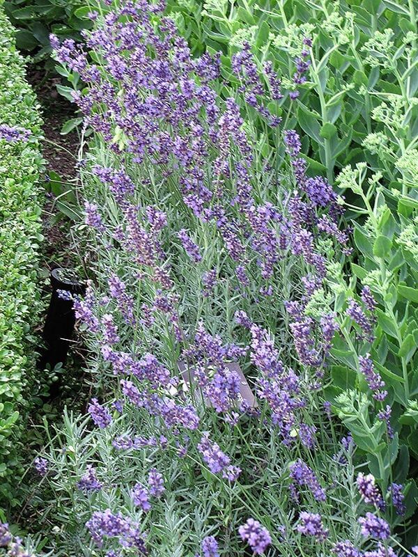 hidcote lavender