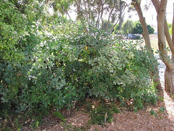 wheelers dwarf mock orange