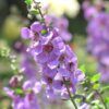 Serena Lavender Angelonia Photo 1