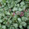 Beacon Silver Spotted Dead Nettle Photo 1