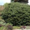 Japanese Cleyera Photo 1