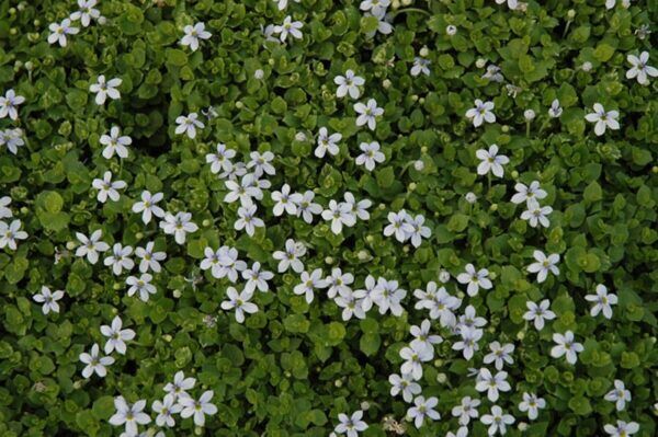 blue star creeper