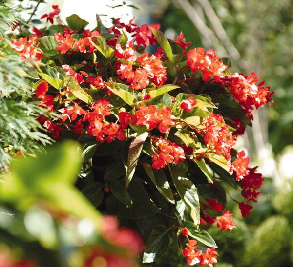Dragon Wing Begonia