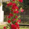 Sundenia® Dipladenia Photo 1