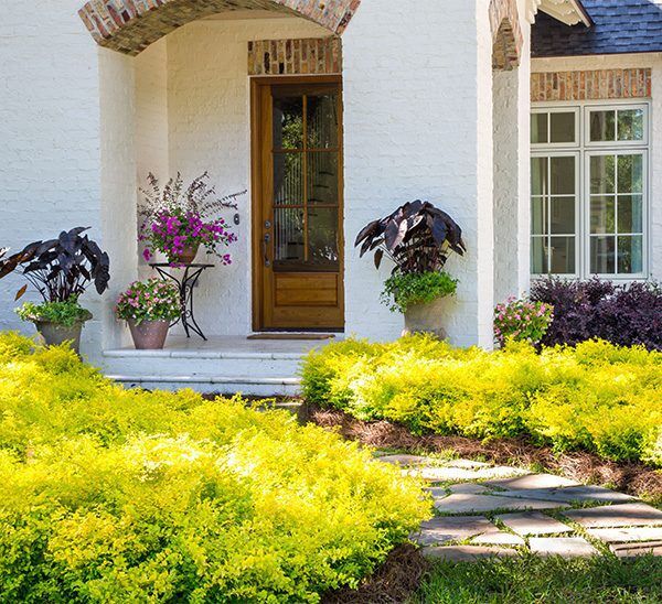 Sunshine Ligustrum