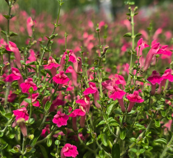 Skullcap Photo 1