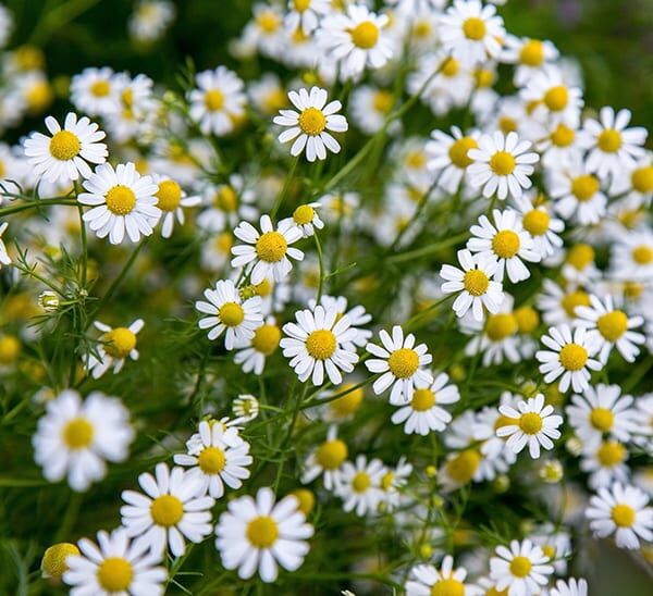 Daisy Photo 1
