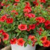 Calibrachoa Photo 1