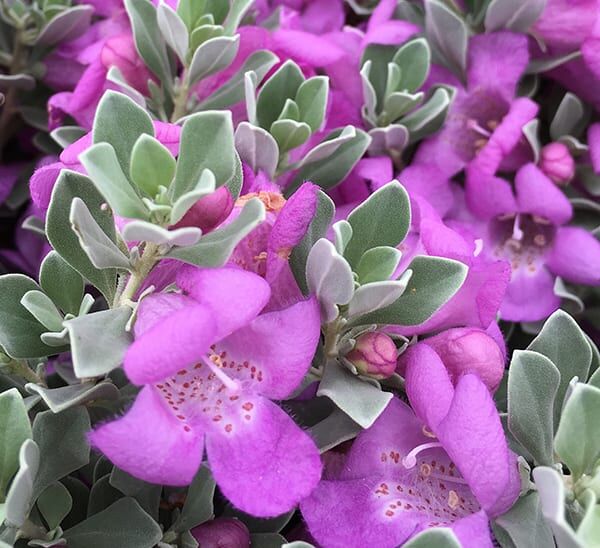 Desperado® Texas Sage Photo 1