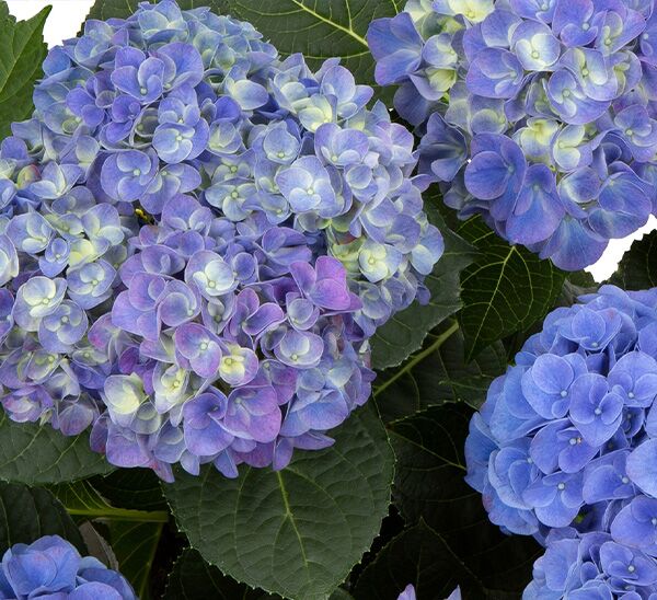 Hi™ Meadow Hydrangea (Blue)