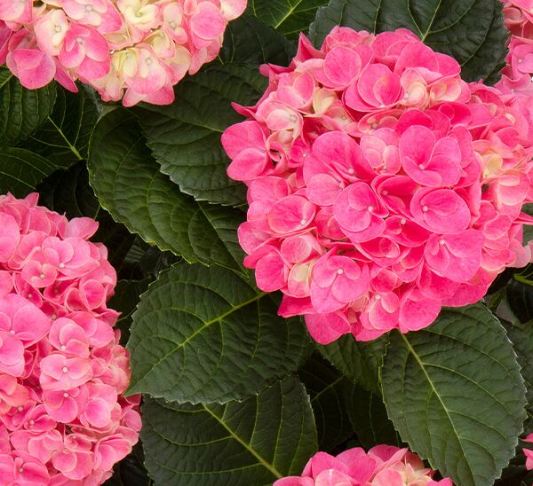 Hi™ Meadow Hydrangea (Pink)