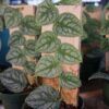 Monstera Dubia Photo 1