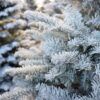 Fresh-Cut Flocked Noble Fir Christmas Trees Photo 1