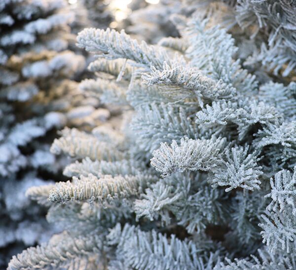 Fresh-Cut Flocked Noble Fir Christmas Trees Photo 1