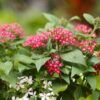 Pentas Photo 1