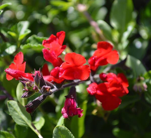 Salvia Greggii Photo 1