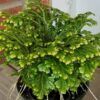 Selaginella Frosty Photo 1