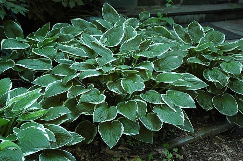 Francee hosta