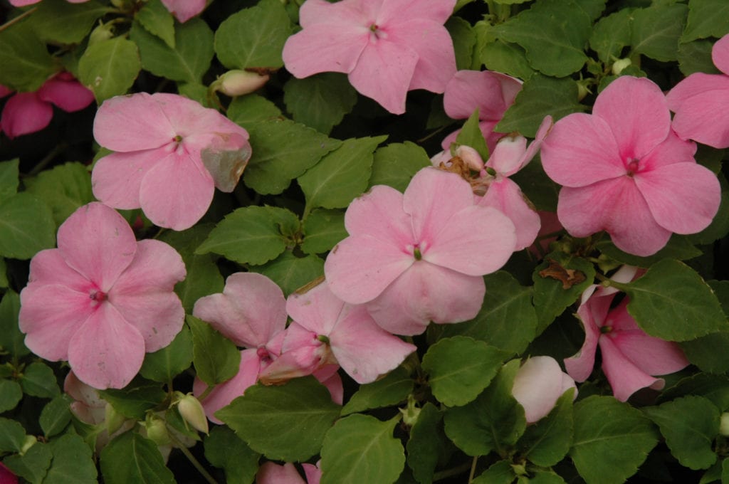 Super Elfin Deep Pink Impatiens