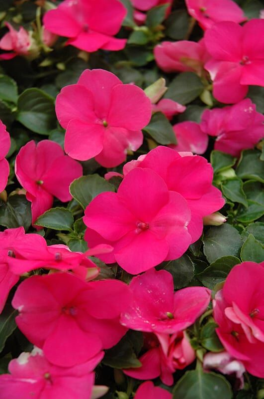 super elfin lipstick impatiens