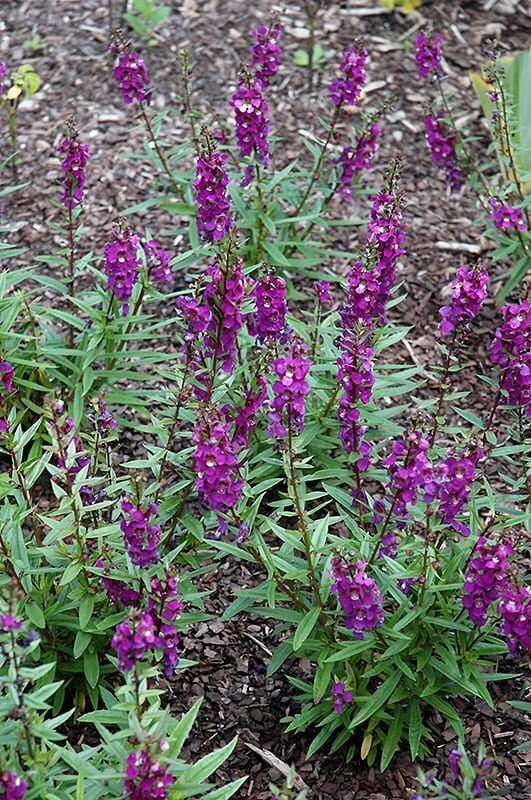 serenita purple angelonia