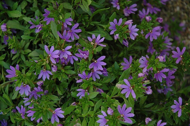 bombay dark blue fan flower