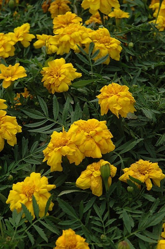 Durango yellow marigold