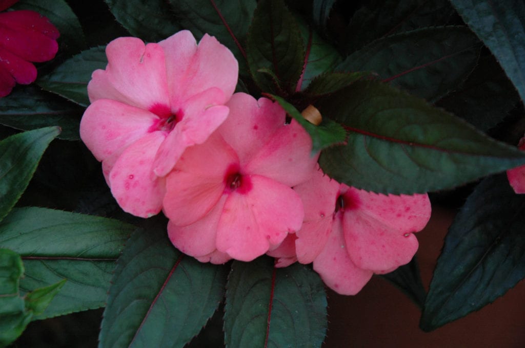 Magnum Pink New Guinea Impatiens