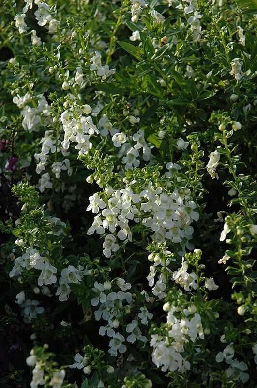 serenita white angelonia