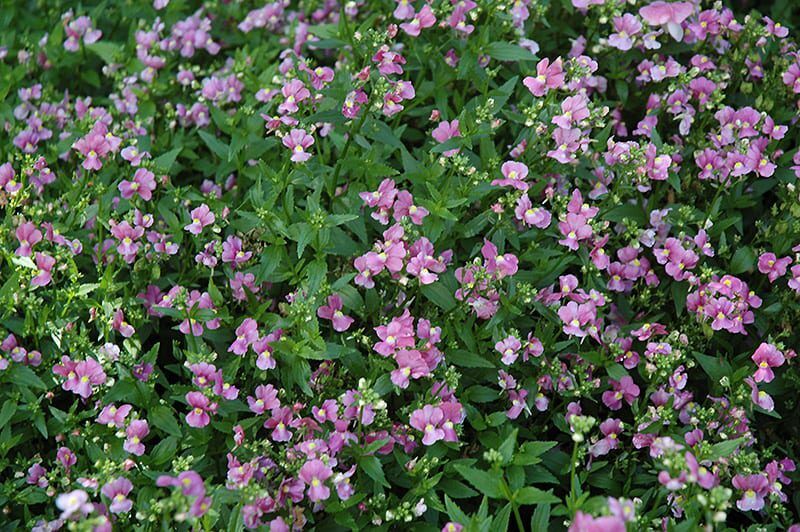 poetry pink nemesia