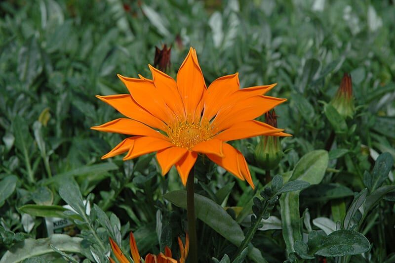 new day clear orange gazania