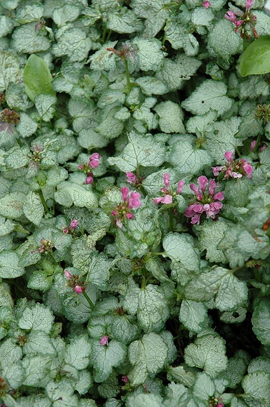 beacon silver spotted dead nettle