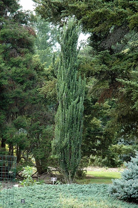 Sky Pencil Japanese Holly Plant