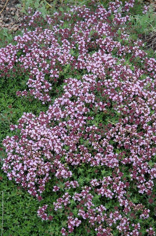 magic carpet thyme