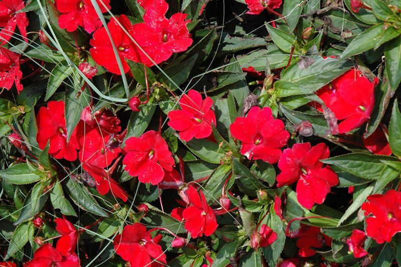 sunpatiens compact red new guinea