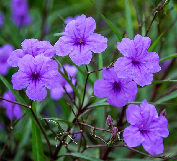 Blue blooms of Katie Ruellia plant