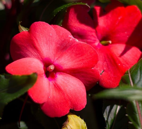 new guinea impatiens red