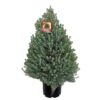 Italian Stone Pine Tree for Tables and Holiday decor 5 gallon