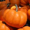 A close up of a Mini Orange Pumpkin among a pile of other Mini Orange Pumpkins.