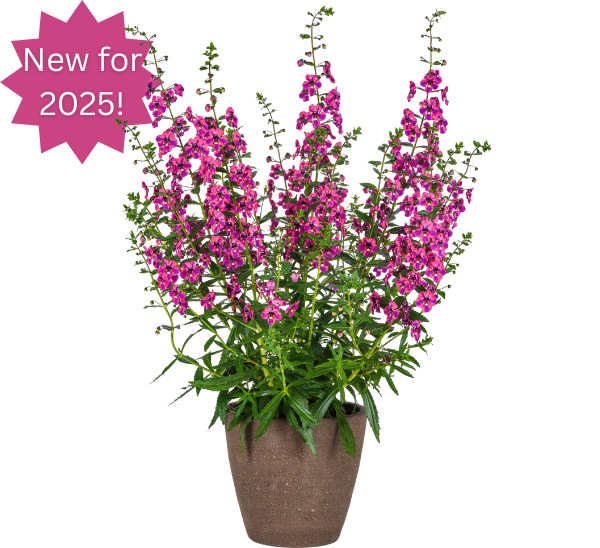 Angelonia