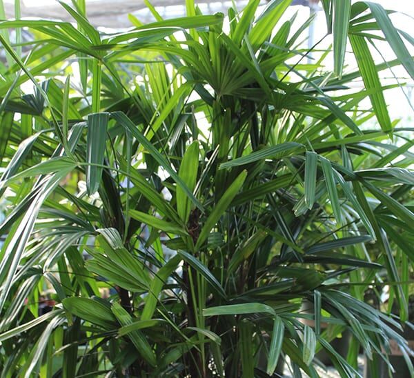 Rhapis Palm