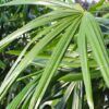 Rhapis Palm Photo 1