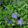 Bowles Periwinkle (Vinca Minor ‘Bowles’)