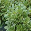 wheelers dwarf mock orange